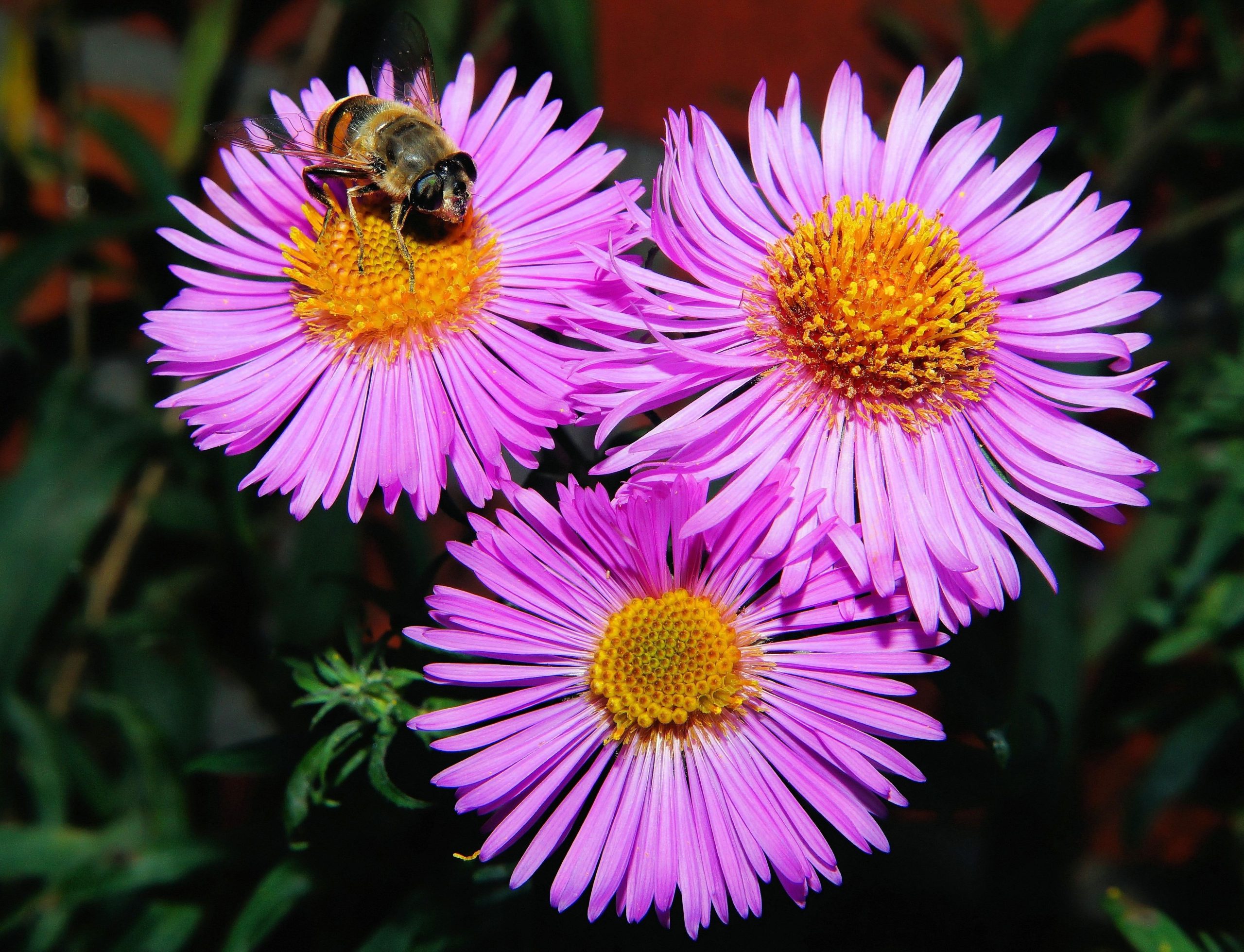 Produção de mel, flores e plantas ornamentais é incentivada por novas leis do Senado
