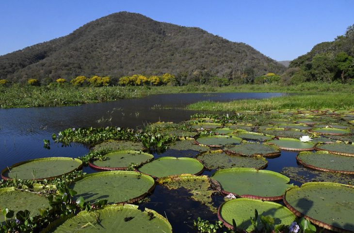 PEC inclui Pantanal de MS como patrimônio nacional